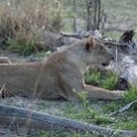 ZMB NOR SouthLuangwa 2016DEC10 NP 058 : 2016, 2016 - African Adventures, Africa, Date, December, Eastern, Month, National Park, Northern, Places, South Luangwa, Trips, Year, Zambia